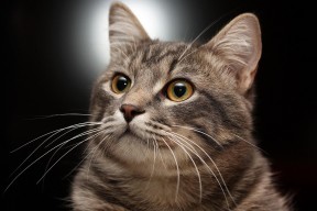 华体会官网-当世界屏住呼吸—2026世界杯之夜与哈利伯顿的硬仗之王加冕礼