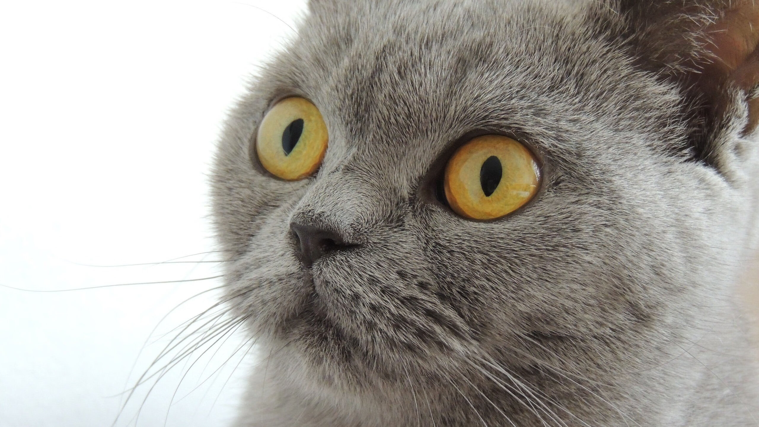 华体会下载-格列兹曼的节奏魔法，威尔士绝境中的玻利维亚逆转之战  第1张